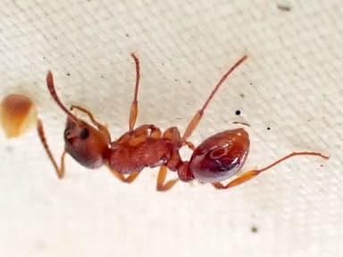 Myrmica ruginodis photo 115