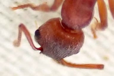 Myrmica ruginodis photo 116