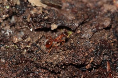 Myrmica ruginodis photo 117