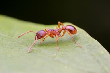 Myrmica ruginodis photo 118