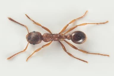 Myrmica ruginodis photo 1