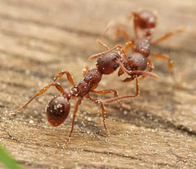 Myrmica ruginodis photo 2