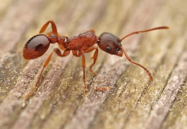 Myrmica ruginodis photo 3
