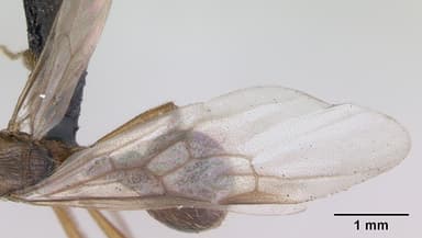 Myrmica ruginodis — queen photo 4
