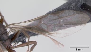 Myrmica ruginodis — queen photo 5