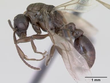 Myrmica ruginodis — queen photo 8
