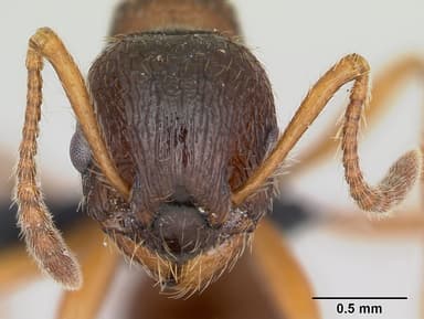 Myrmica ruginodis — queen photo 9