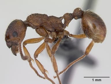 Myrmica ruginodis — queen photo 12