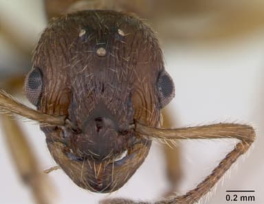 Myrmica ruginodis — queen photo 13