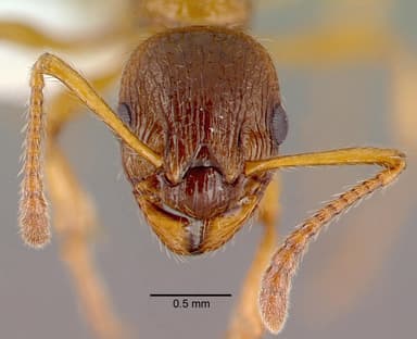 Myrmica ruginodis — queen photo 14
