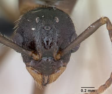Myrmica ruginodis — queen photo 16