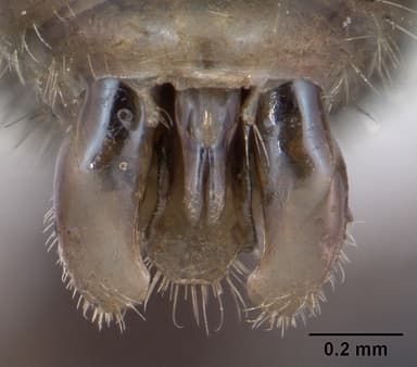 Myrmica ruginodis — queen photo 17