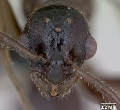 Myrmica ruginodis — queen photo 18