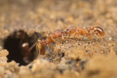 Myrmica rugulosa photo 168