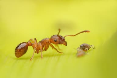 Myrmica rugulosa photo 170