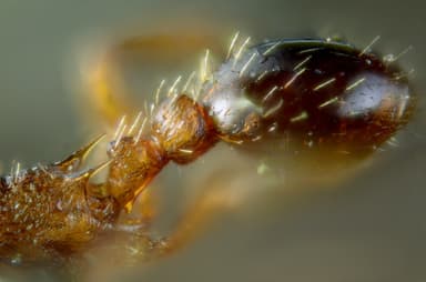 Myrmica rugulosa photo 17