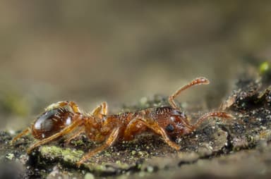 Myrmica rugulosa photo 18