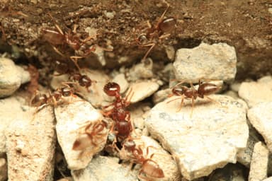 Myrmica rugulosa — worker photo 20