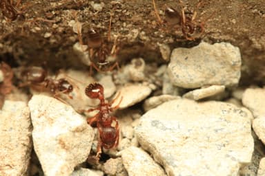 Myrmica rugulosa — worker photo 22