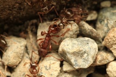 Myrmica rugulosa — worker photo 26