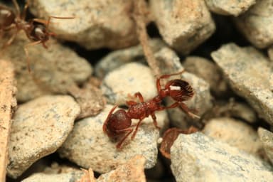 Myrmica rugulosa — worker photo 27