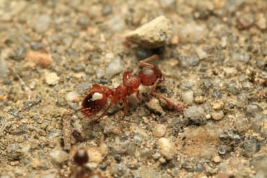 Myrmica rugulosa — worker photo 29