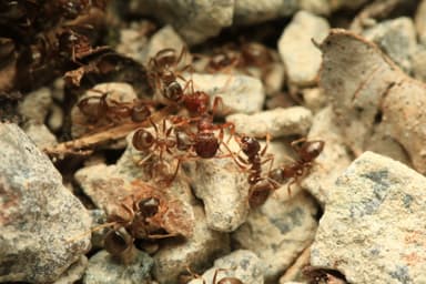 Myrmica rugulosa — worker photo 33