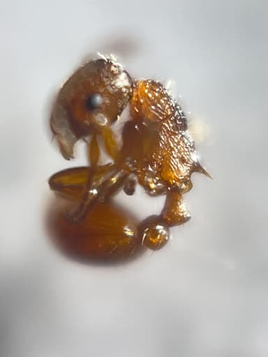 Myrmica rugulosa photo 37