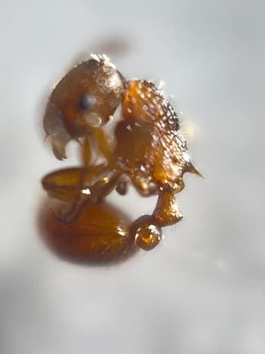 Myrmica rugulosa photo 40