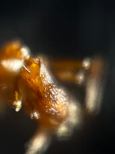 Myrmica rugulosa photo 41