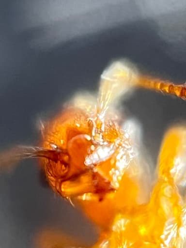 Myrmica rugulosa photo 43