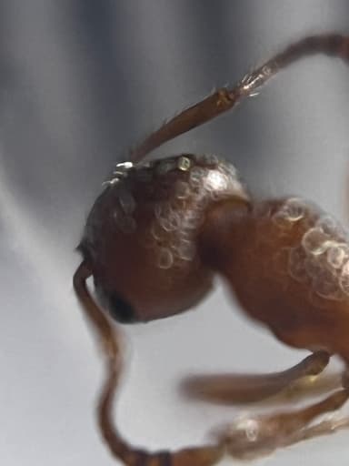 Myrmica rugulosa photo 44