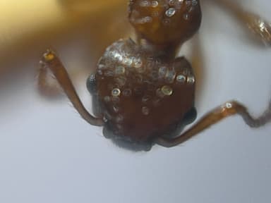 Myrmica rugulosa photo 45