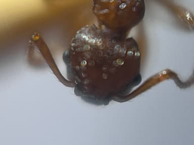 Myrmica rugulosa photo 46
