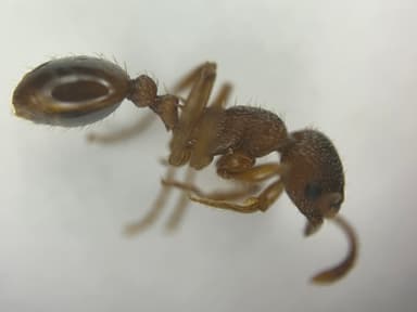 Myrmica rugulosa photo 48