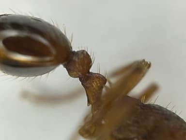 Myrmica rugulosa photo 49