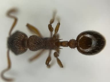 Myrmica rugulosa photo 50