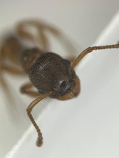 Myrmica rugulosa photo 52