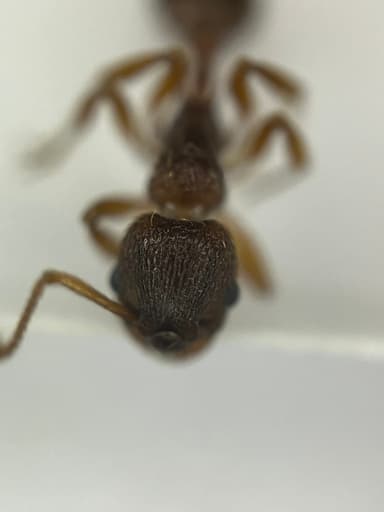 Myrmica rugulosa photo 53