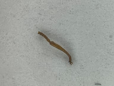 Myrmica rugulosa photo 55