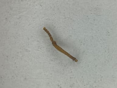 Myrmica rugulosa photo 56
