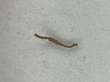 Myrmica rugulosa photo 57