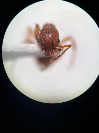 Myrmica rugulosa photo 58