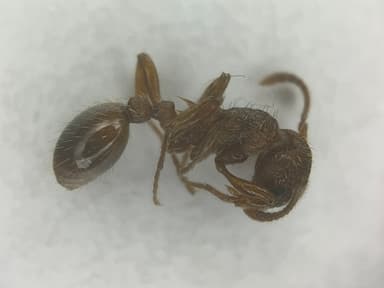 Myrmica rugulosa — colony photo 59