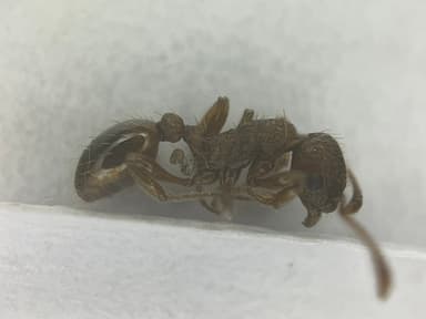 Myrmica rugulosa — colony photo 60
