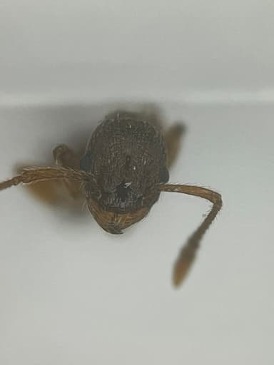 Myrmica rugulosa — colony photo 61