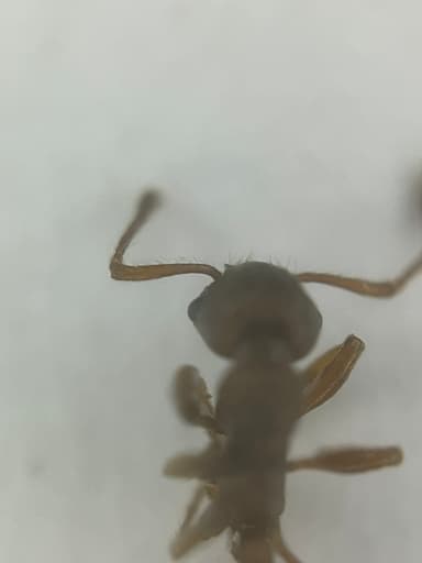 Myrmica rugulosa — colony photo 62