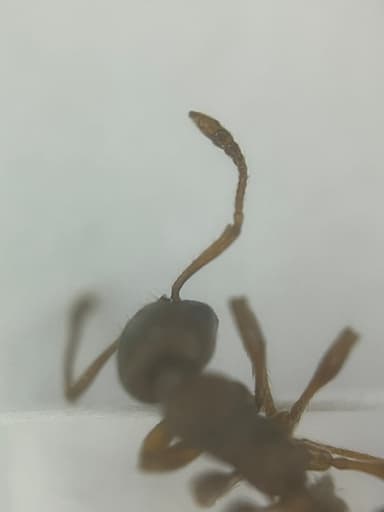 Myrmica rugulosa — colony photo 63