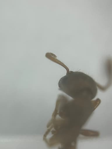 Myrmica rugulosa — colony photo 64