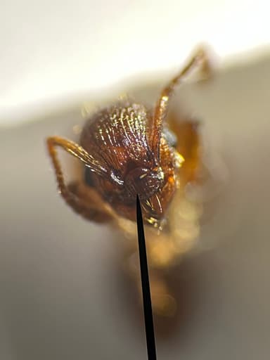 Myrmica rugulosa — colony photo 65